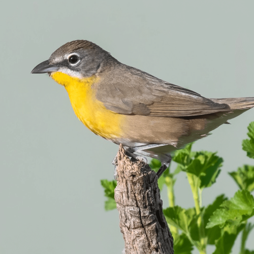 Yellow-breasted Chat © Jim Merritt