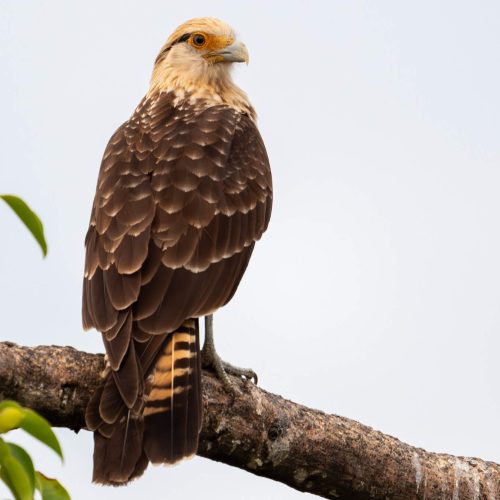 Yellow-headed Caracara © Kyle Matera