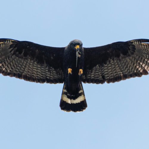 Zone-tailed Hawk © Bryan Calk