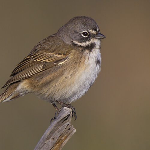 Bell's Sparrow © Robert Royse