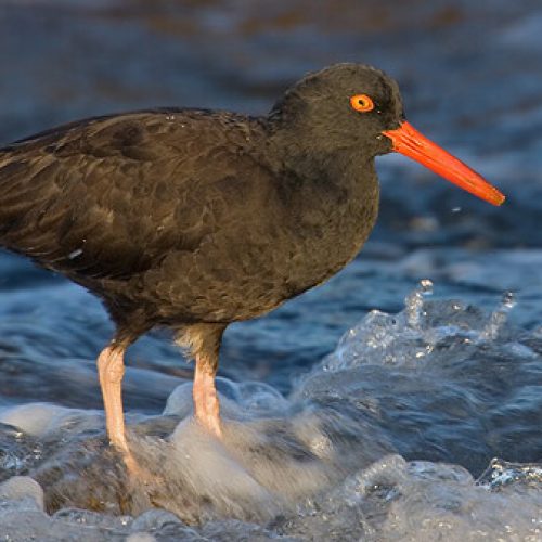 zcBlackOystercatcher14D-fotor-202403057822-2