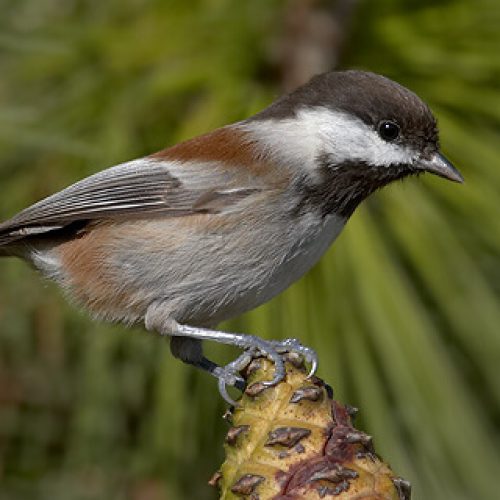 zcChestnutBackedChickadee1-fotor-2024030573731-2