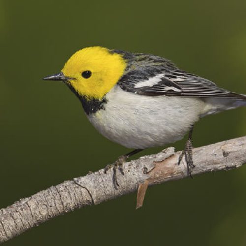 zcHermitWarbler4-fotor-2024030516619-2