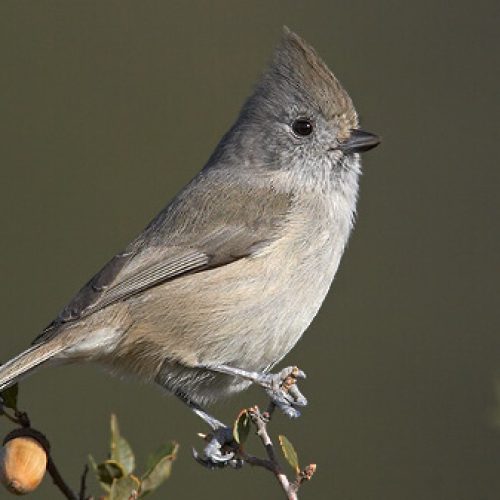 zcOakTitmouse1-fotor-202403058543-2