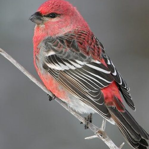 zcPineGrosbeak2D-fotor-202403057143-2