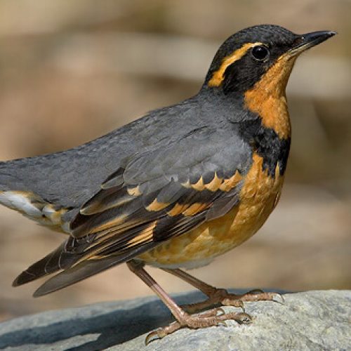 zcVariedThrush2-fotor-2024030575227-2